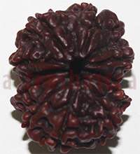 9 mukhi 27924 27mm
